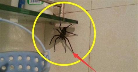 家裡出現的蜘蛛 日本男姓名